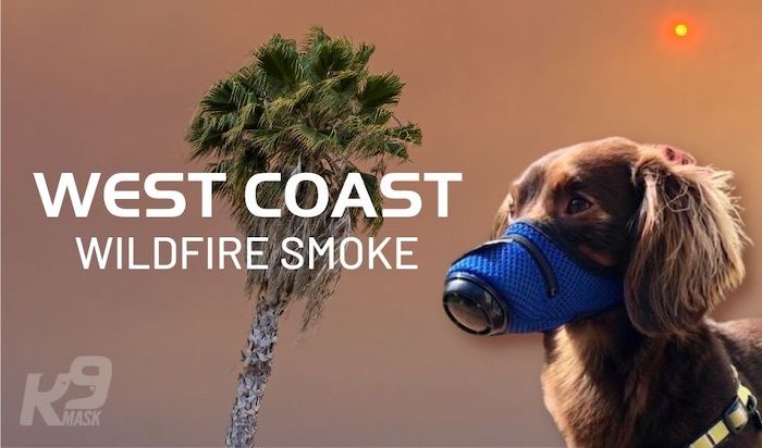 K9 Mask Air Pollution Filter for Dogs —  Modern  Dog Shop